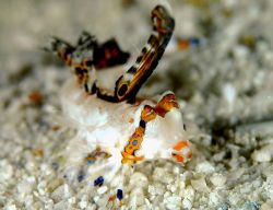 juvenile finger dragonet,found in kapalai(borneo),3mm.not... by Ketrick Chin 